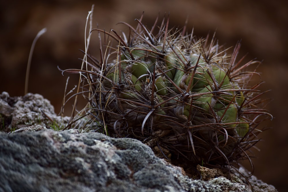 a close up of a cactus on a rock