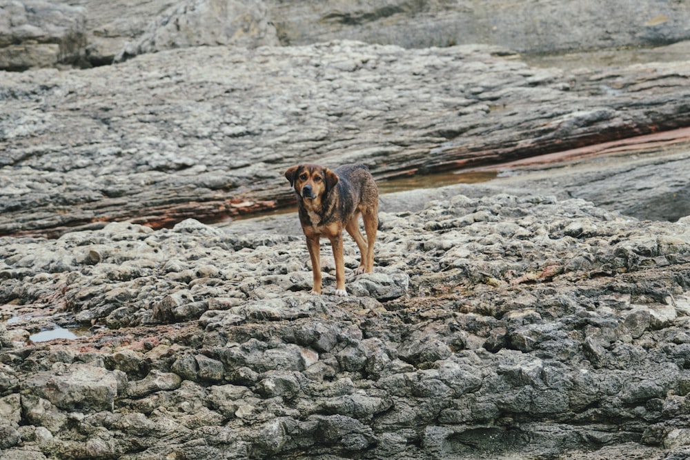 a dog standing on a rocky beach next to a body of water