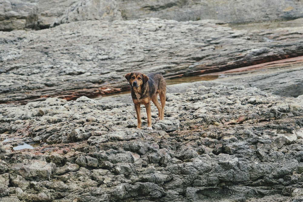 un chien debout sur une plage rocheuse à côté d’un plan d’eau