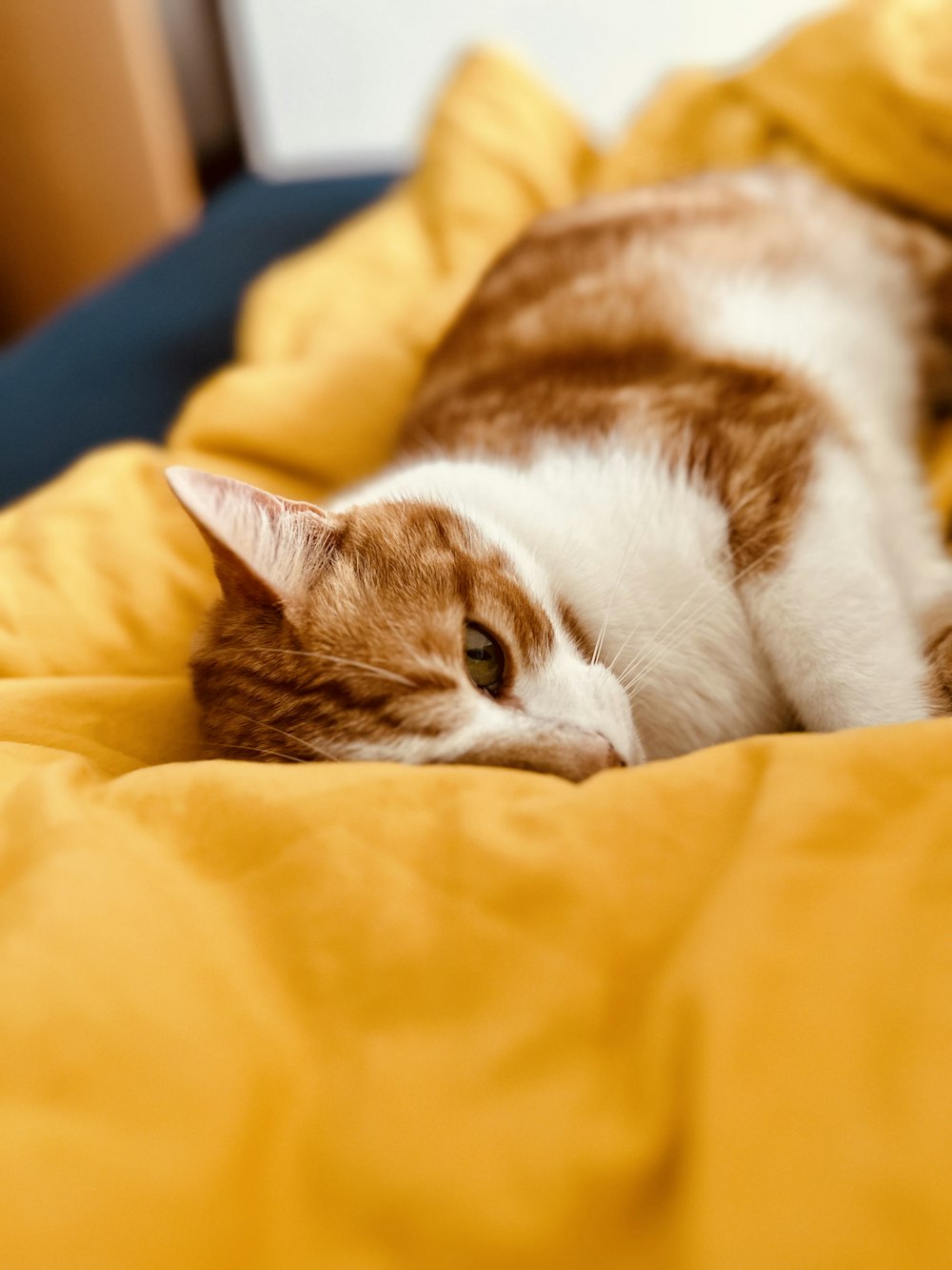 침대 위에 누워있는 갈색과 흰색 고양이