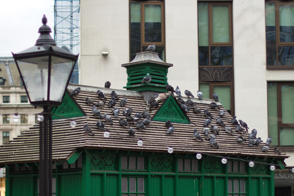 a group of pigeons sitting on top of a green building