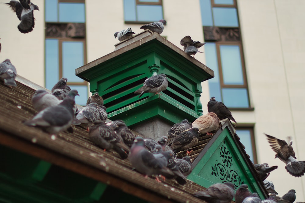 a flock of pigeons sitting on top of a roof