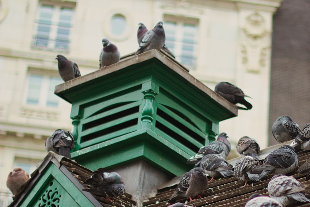 a flock of pigeons sitting on the roof of a building