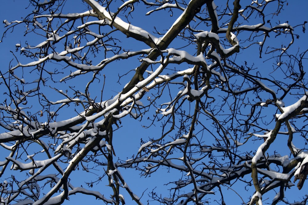 the branches of a tree are covered in snow