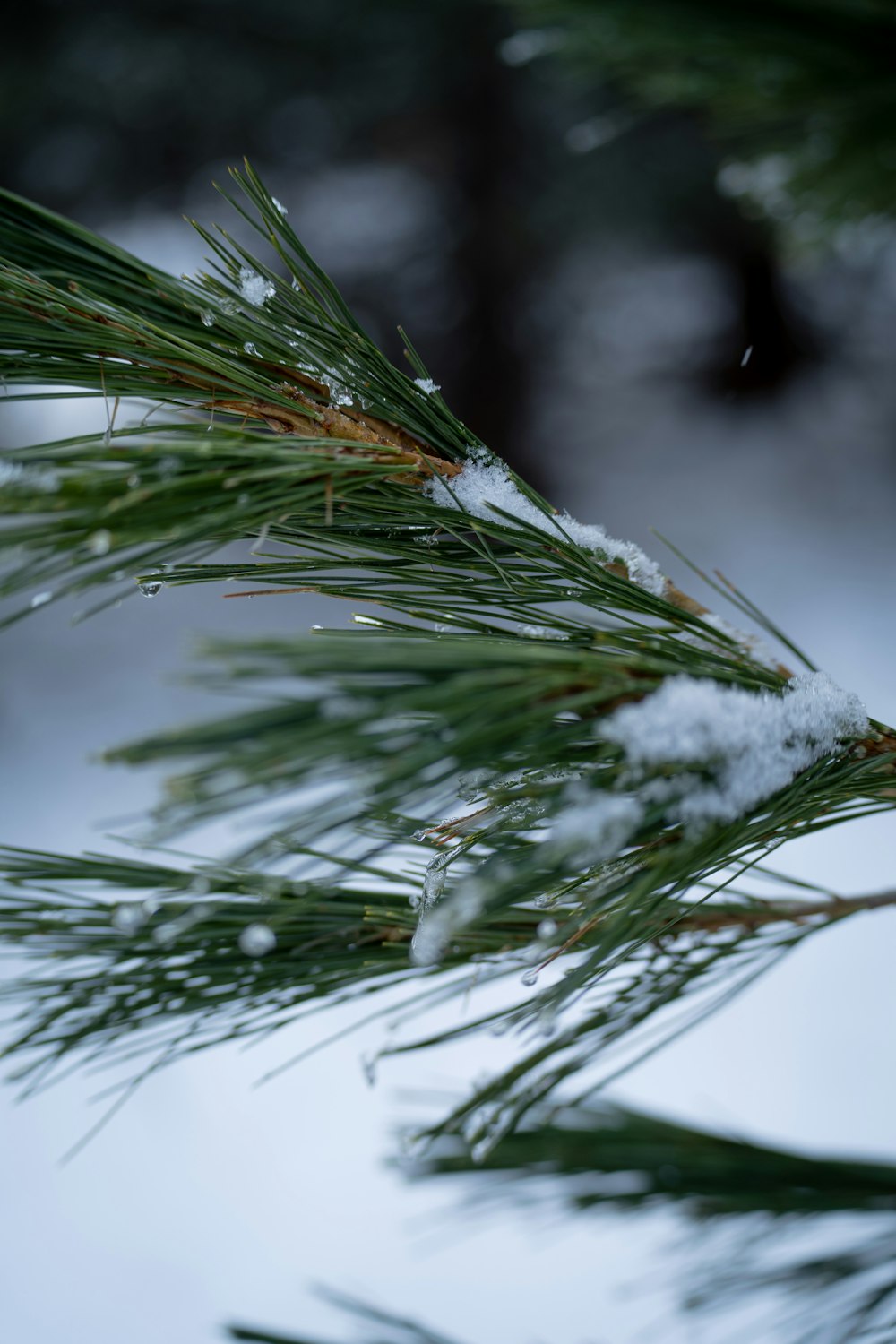 a pine tree branch with snow on it