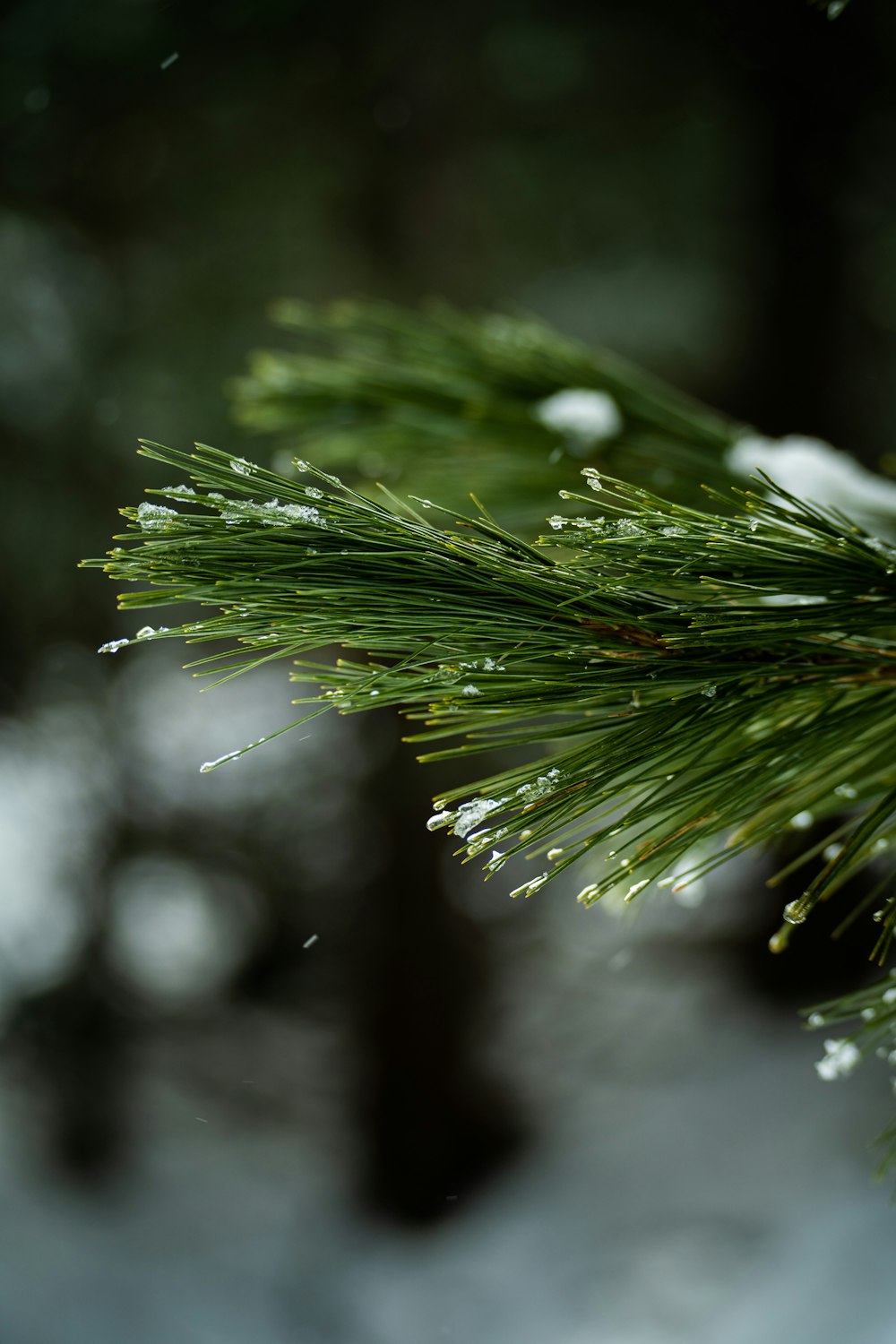 a close up of a pine tree with snow on it