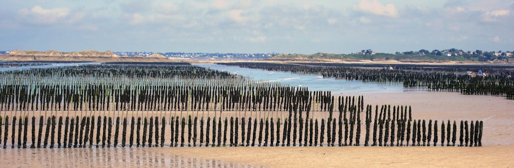 a bunch of sticks that are sitting in the sand