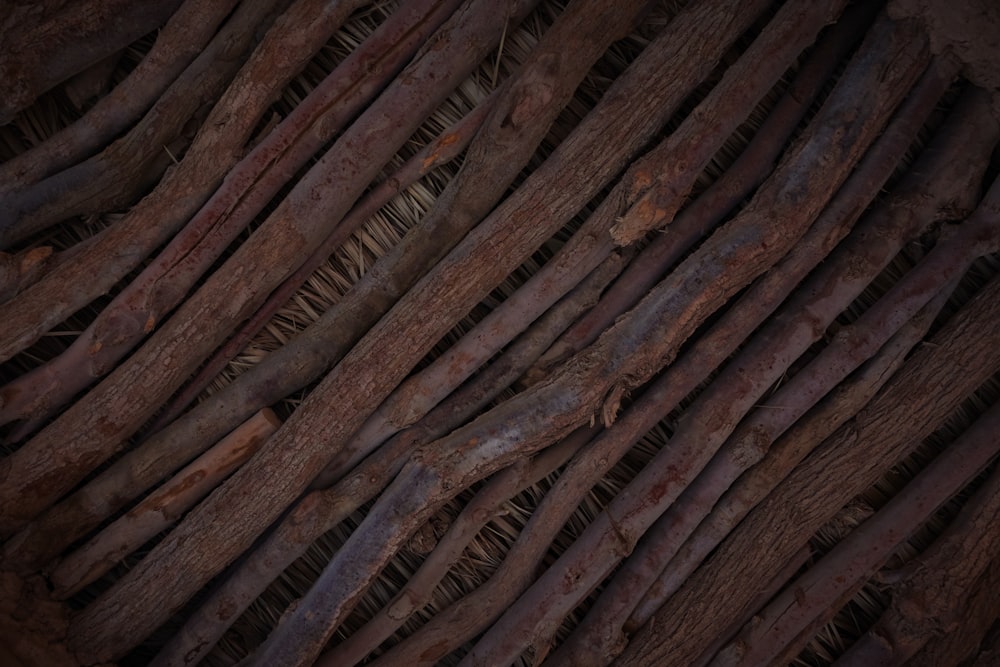 Un primo piano di una trama di corteccia d'albero