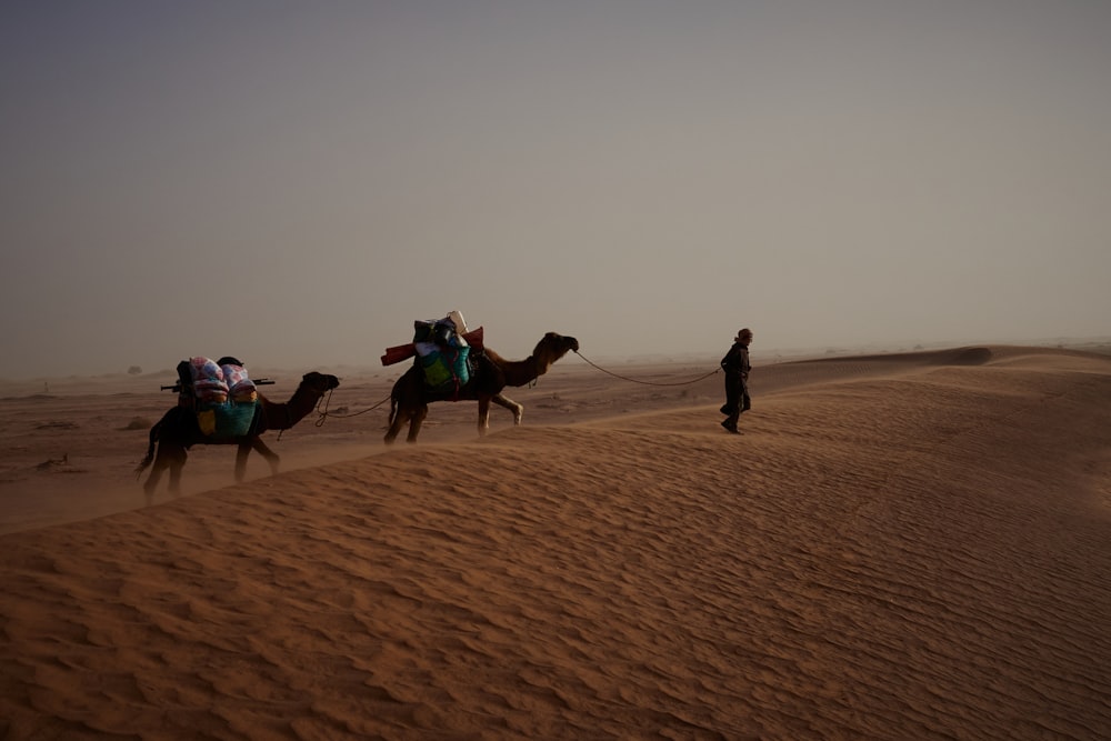 Trois chameaux avec des gens qui les montent dans le désert