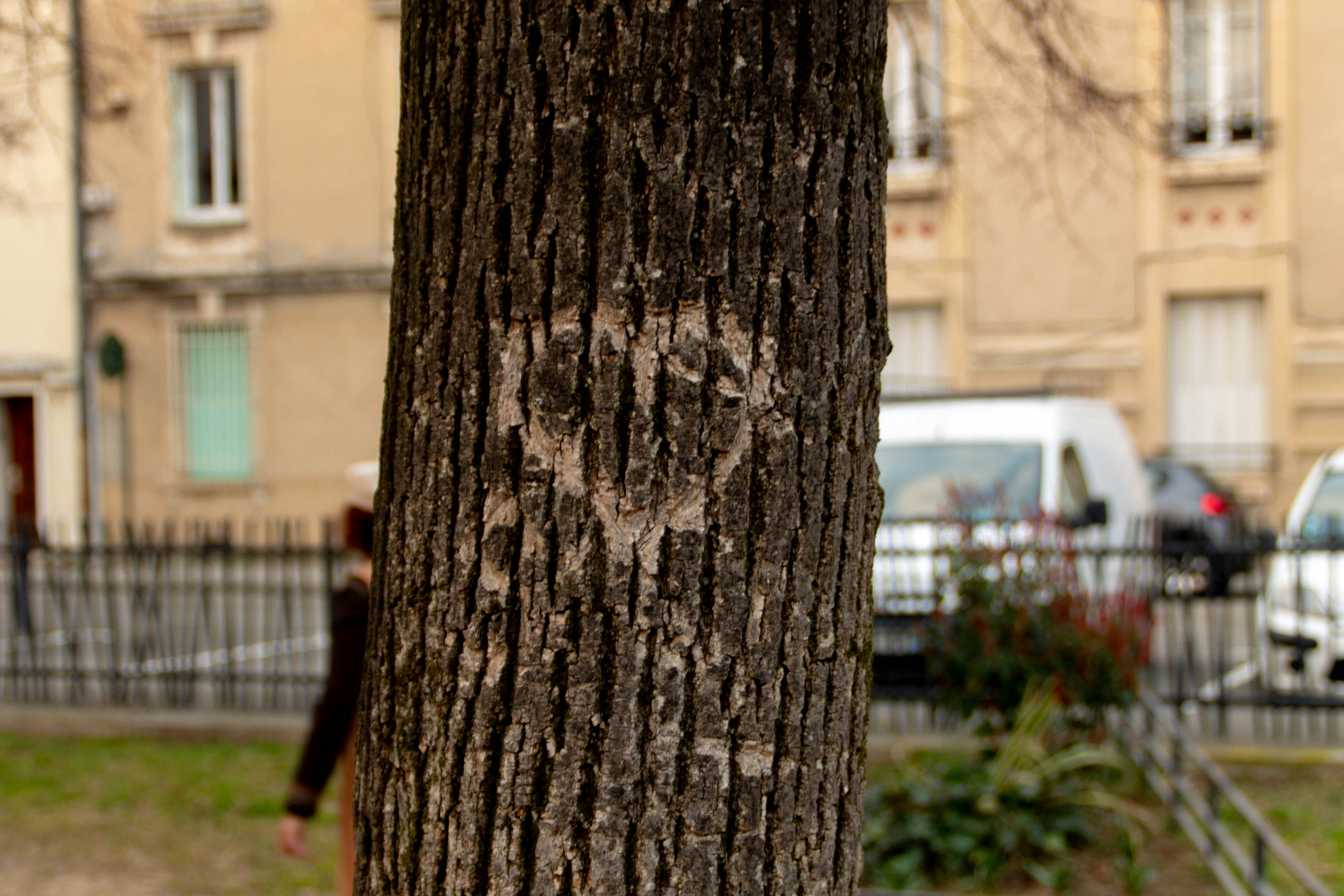 eine Nahaufnahme eines Baumes mit einem darauf gezeichneten Gesicht