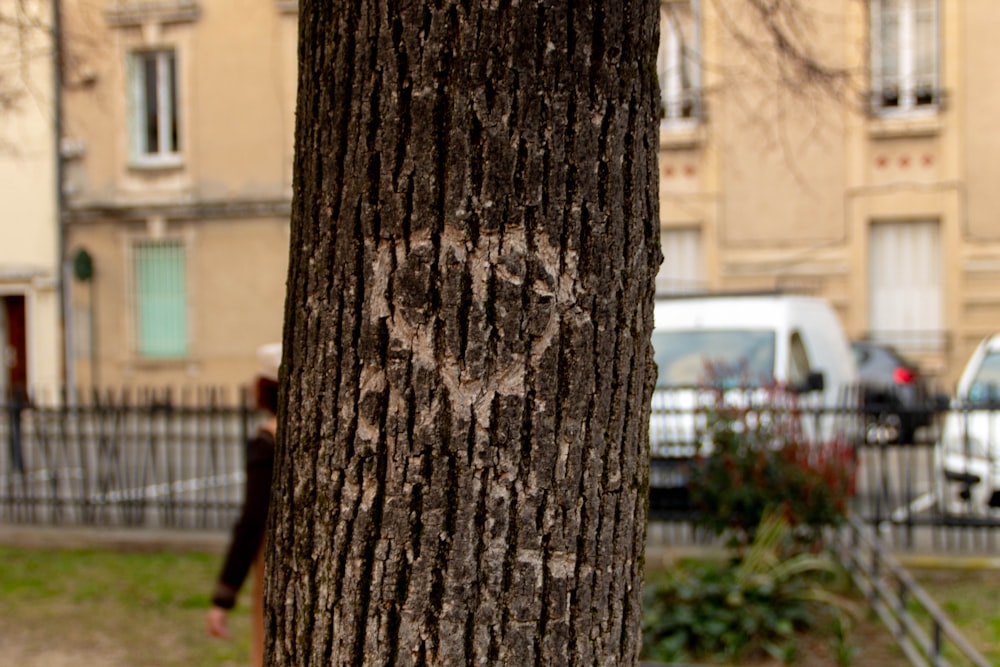 a close up of a tree with a face drawn on it