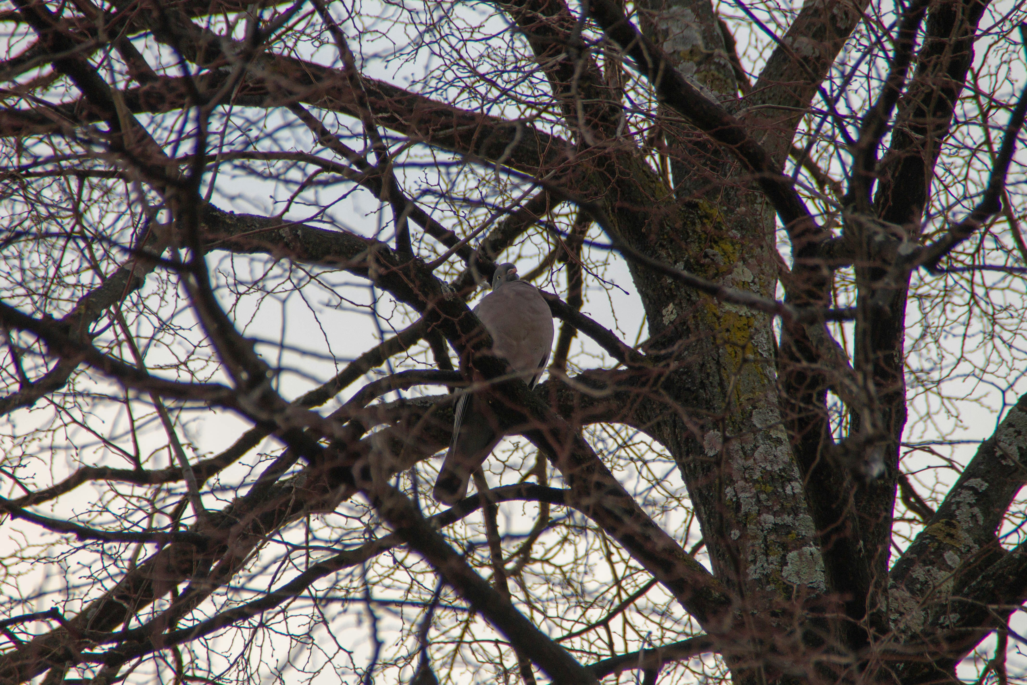 a white bird perched on a tree branch