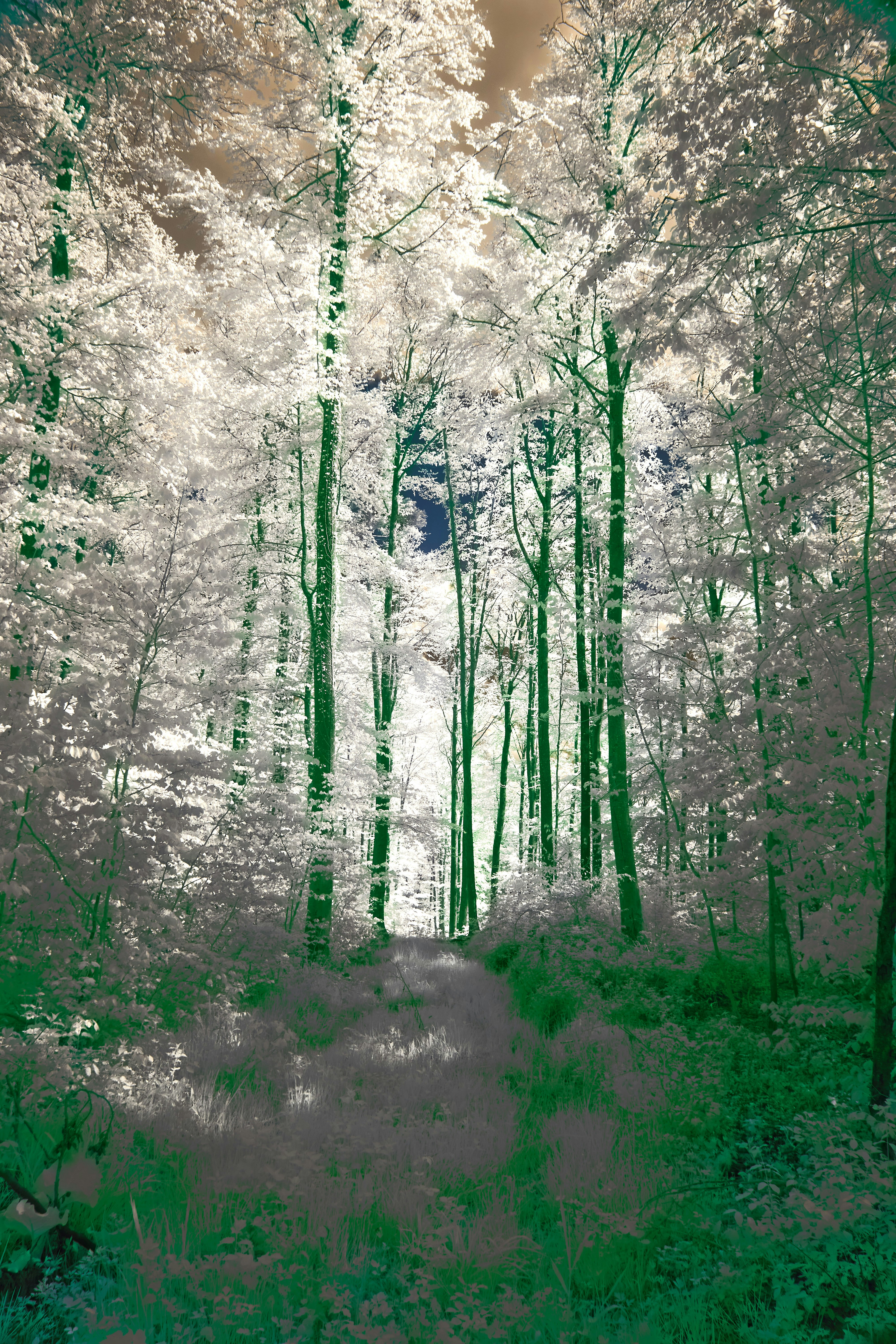 Photo by wolfgang_hasselmann