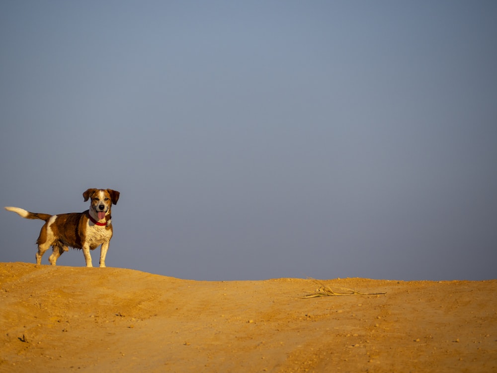 a brown and white dog standing on top of a sandy hill