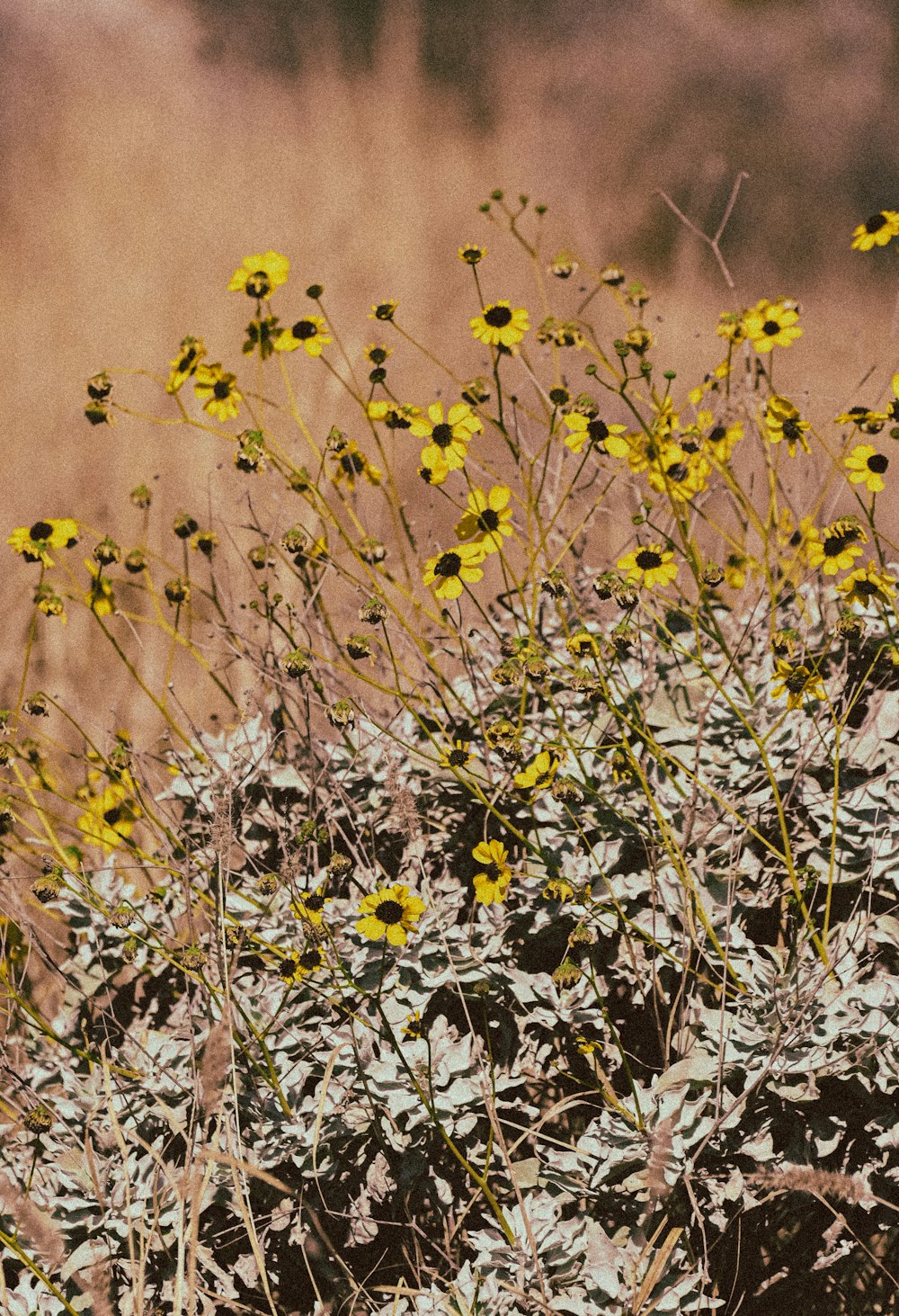 a bunch of yellow flowers in a field