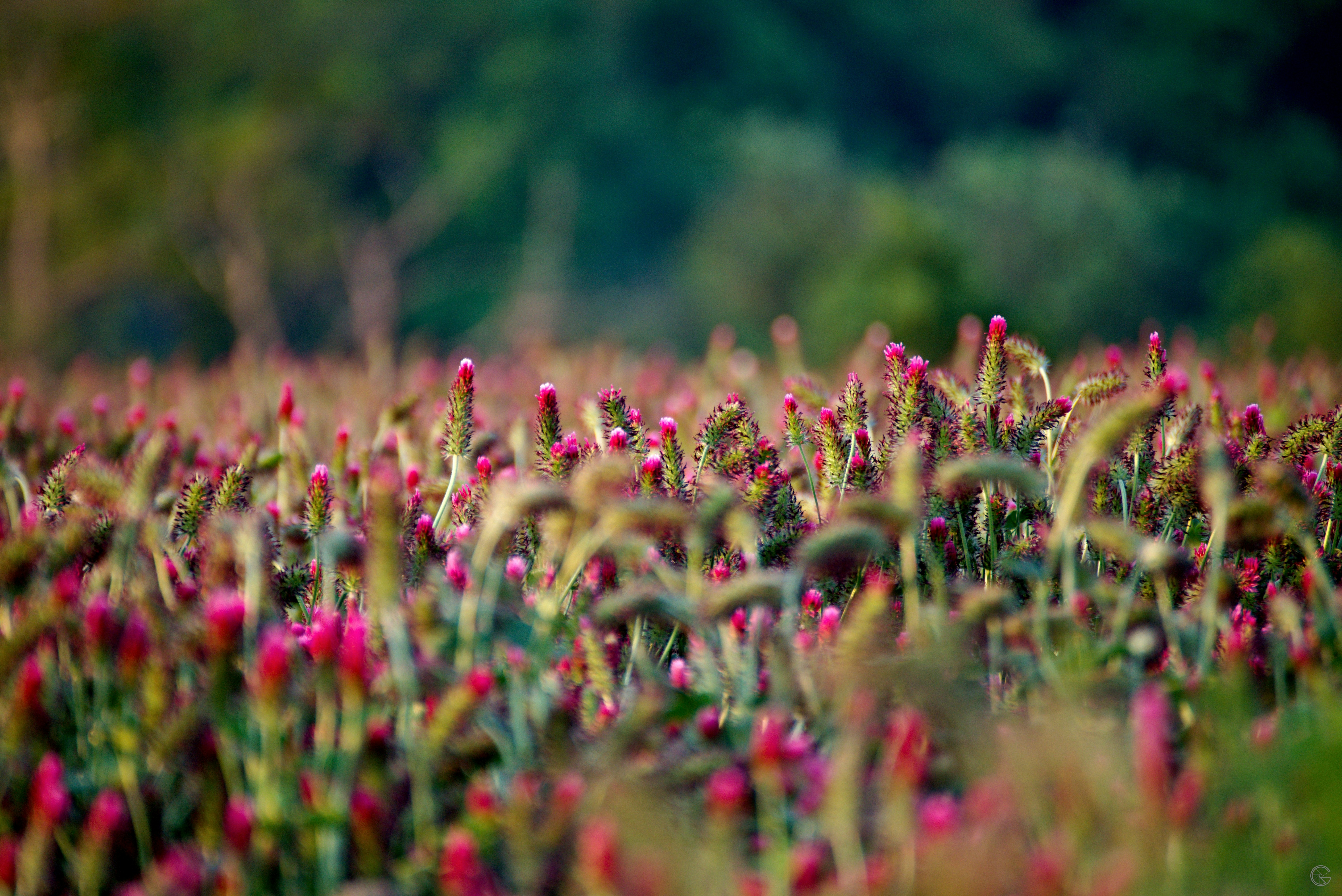 A field full of pink flowers with trees in the background photo – Free ...