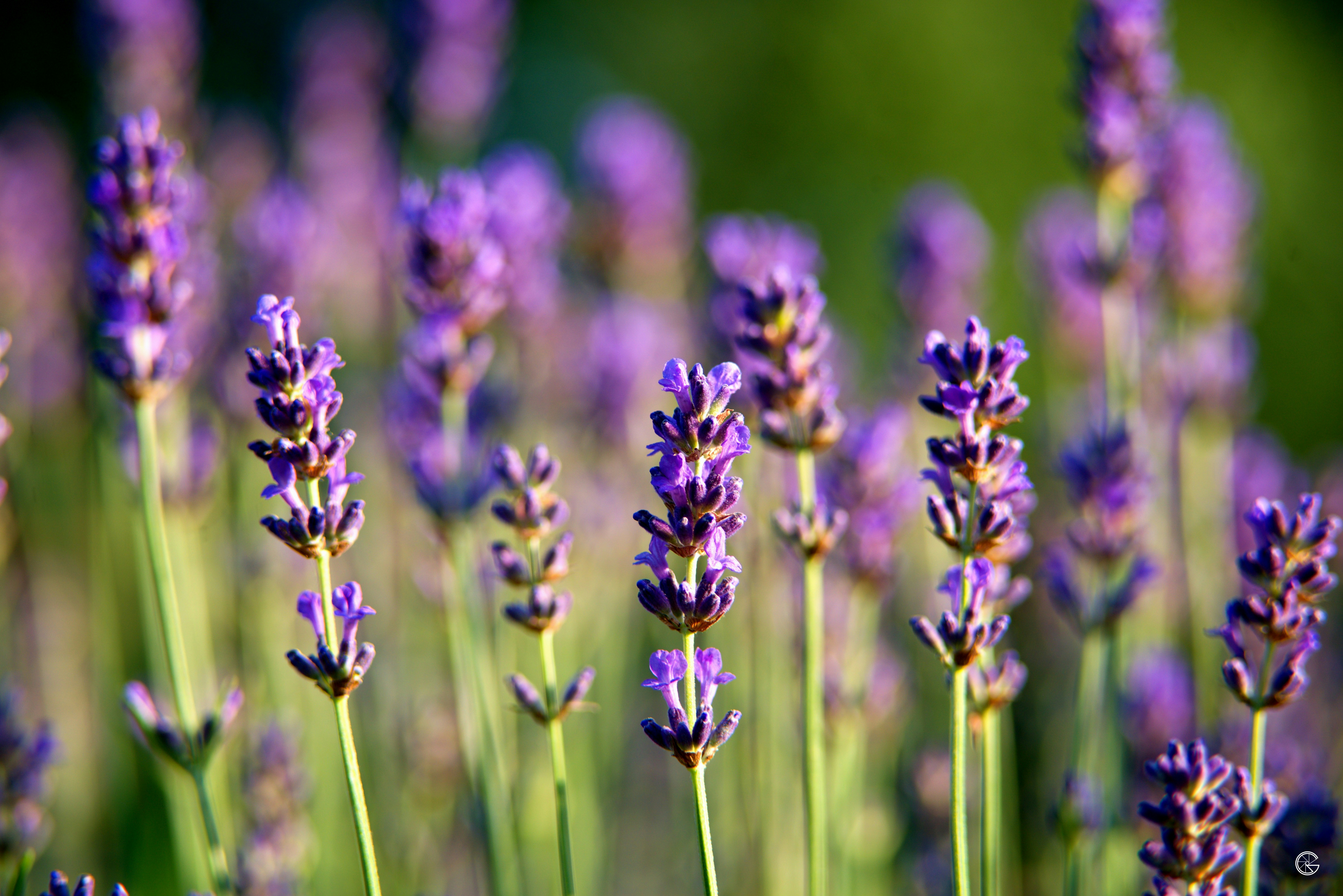 Photo by petr_omasta