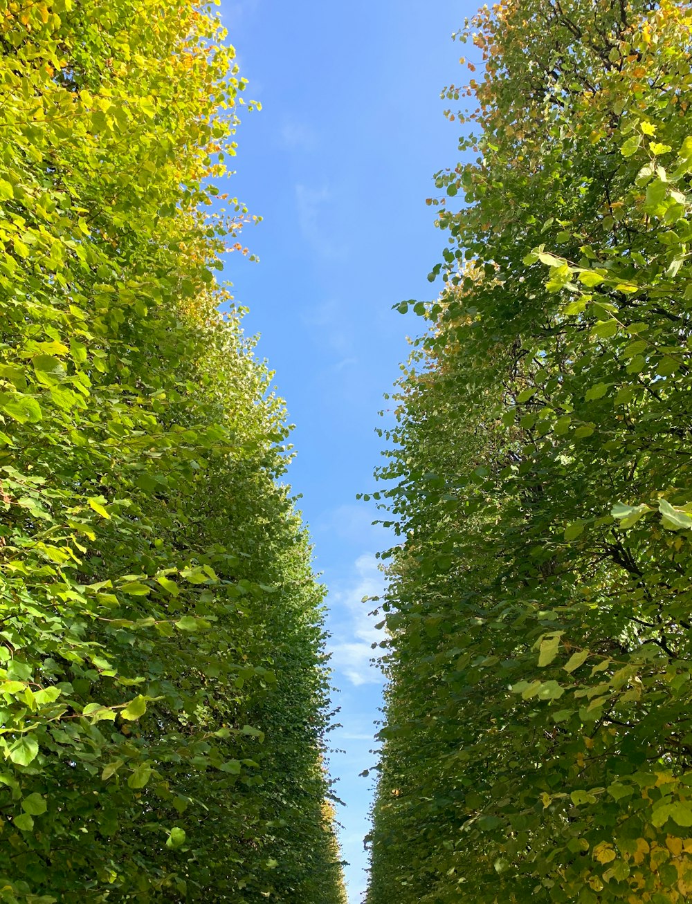 a road lined with tall trees and green leaves