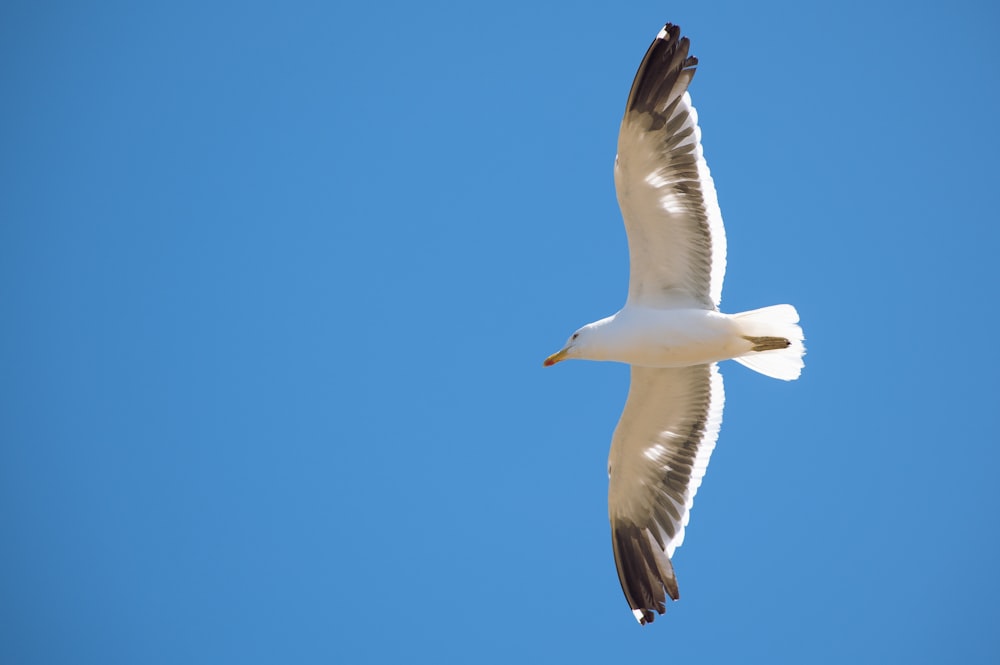 Una gaviota volando en un cielo azul claro