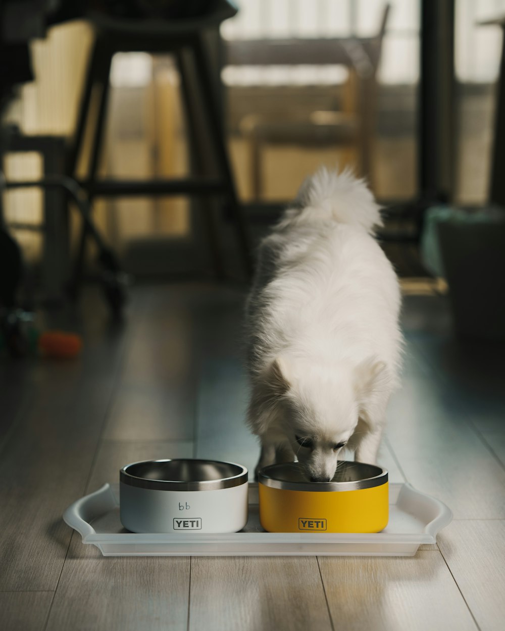 a white dog eating out of a yellow and white bowl