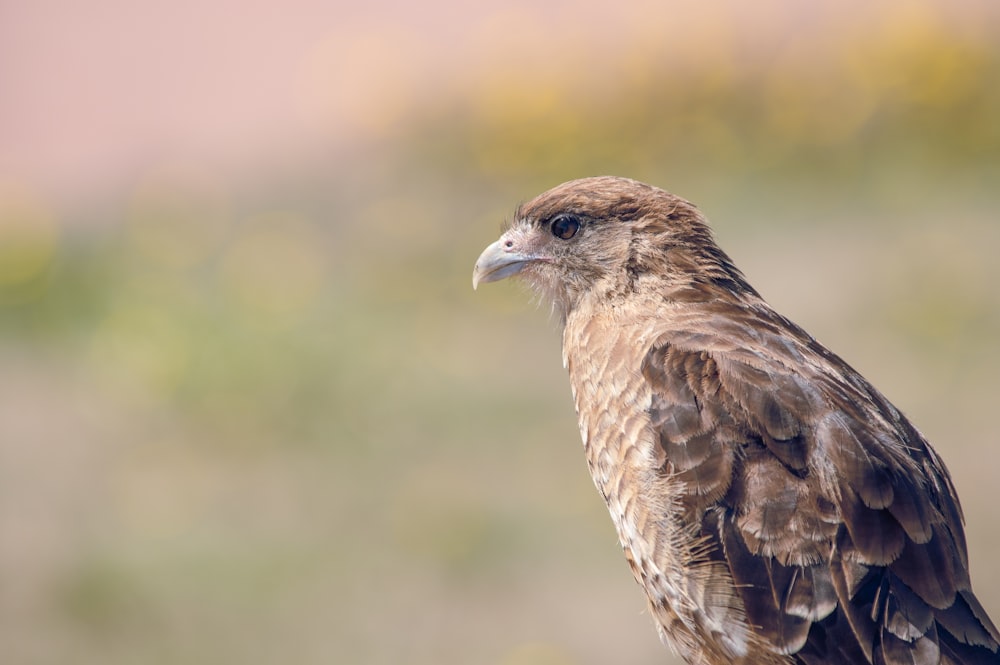 Nahaufnahme eines Greifvogels