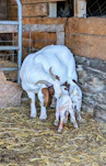 a mother goat and her two babies in a barn