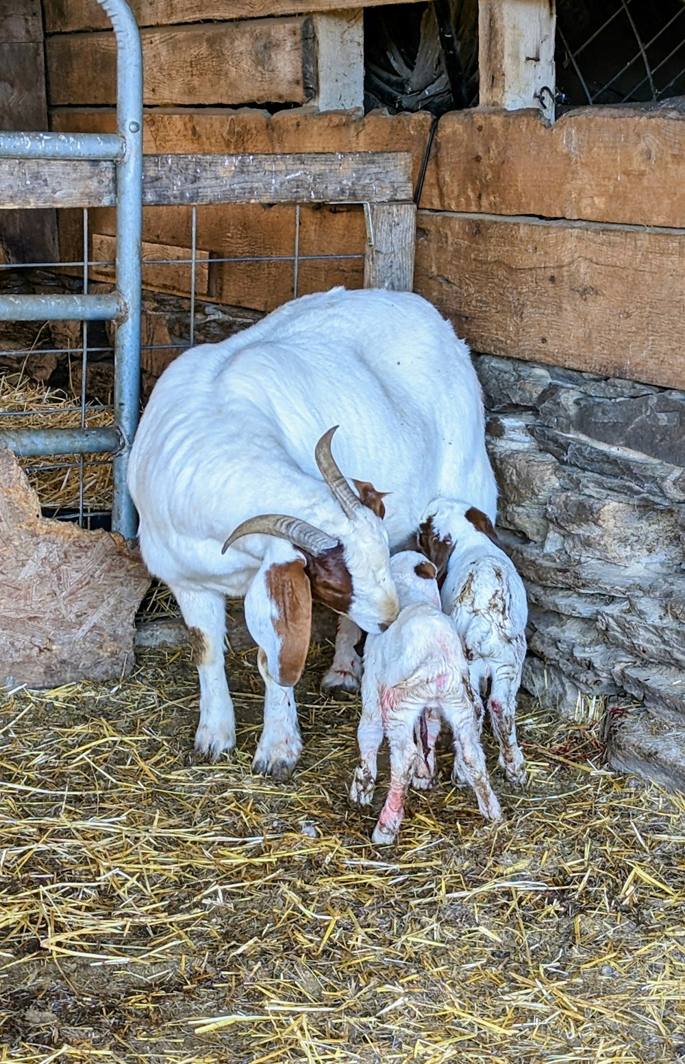 a mother goat and her two babies in a barn