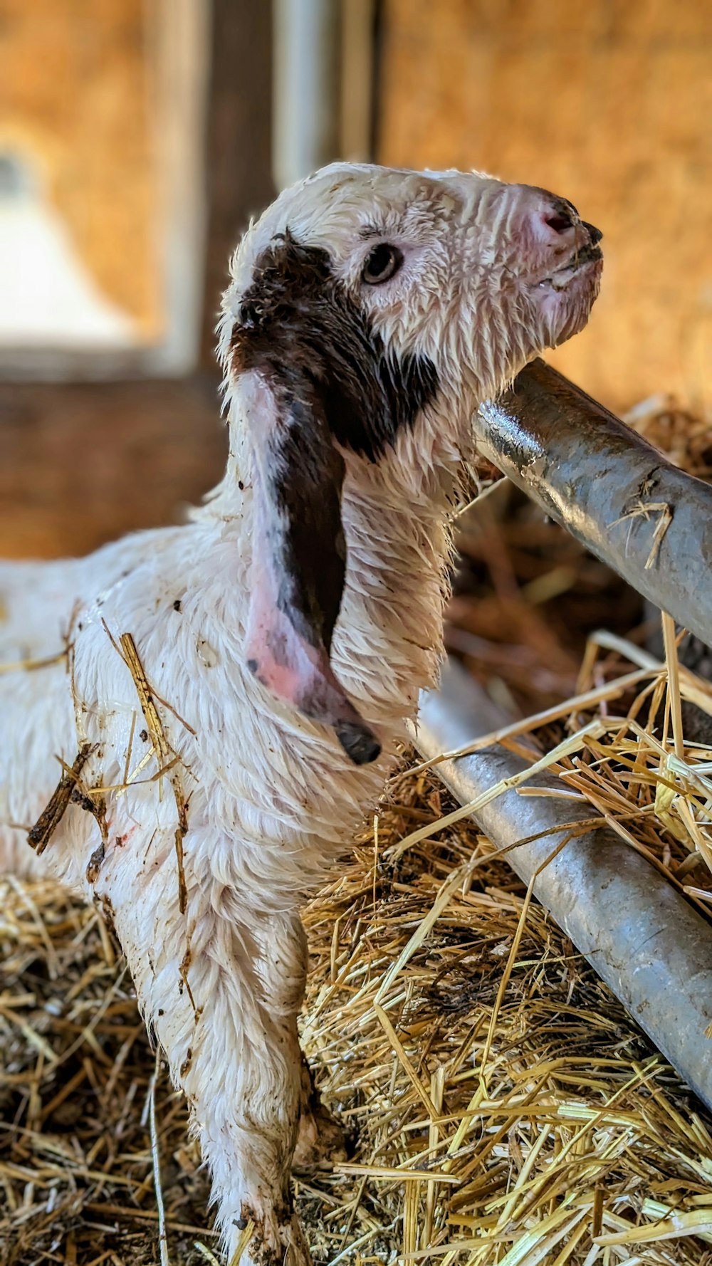 a wet goat standing on top of a pile of hay