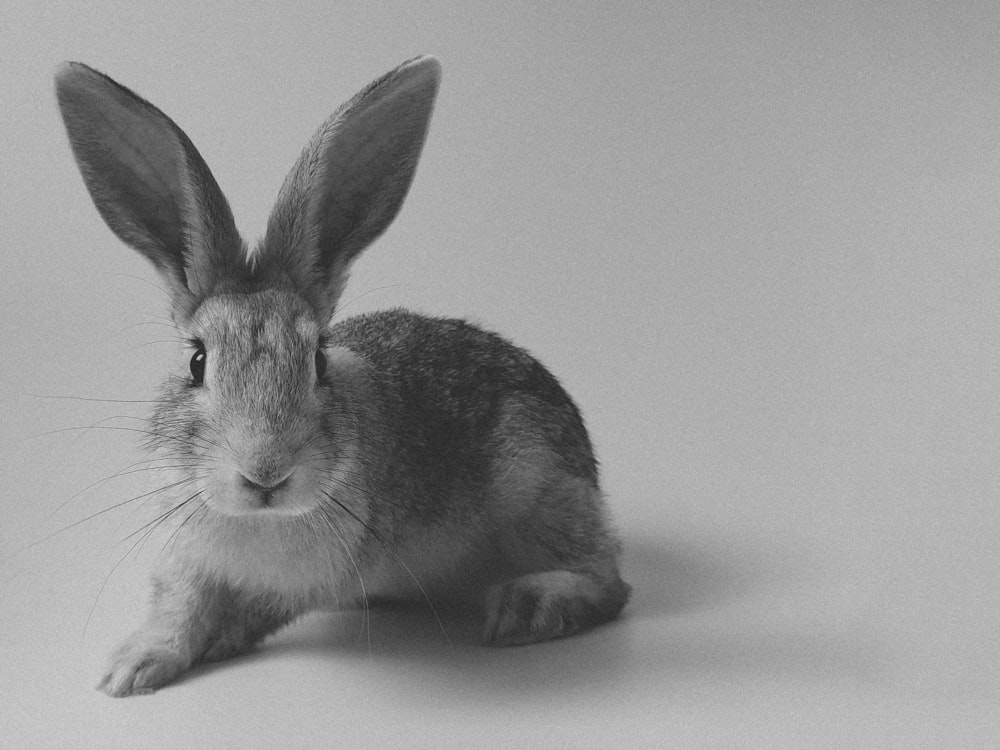 Una foto in bianco e nero di un coniglio