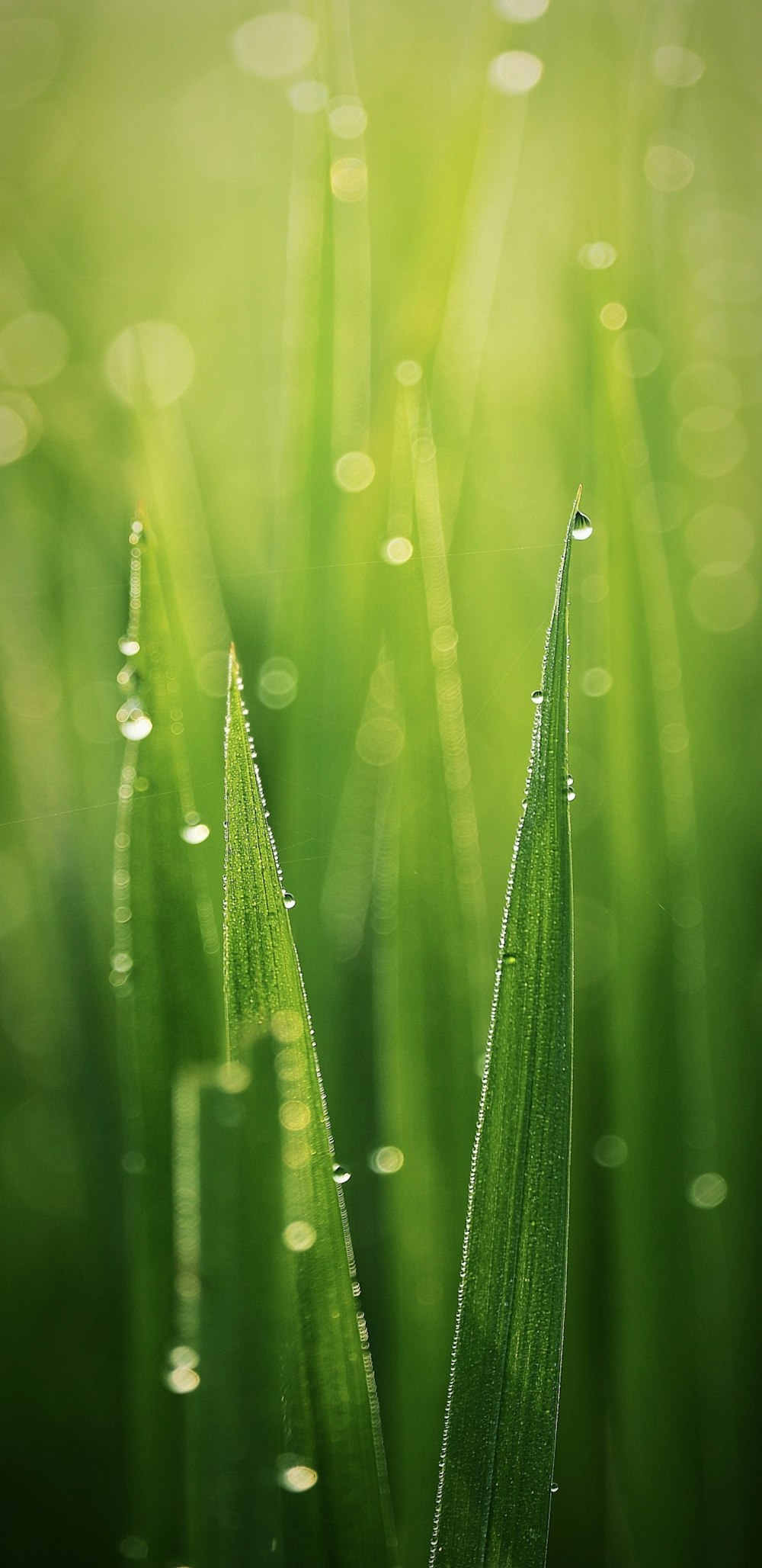 a close up of a green plant with drops of water on it