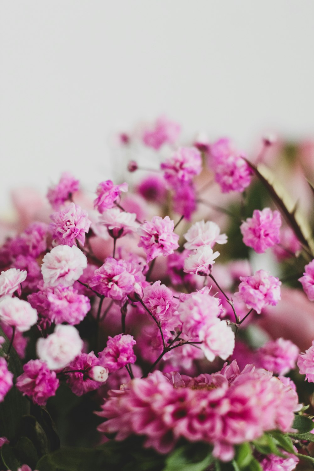 a bunch of pink flowers sitting on top of a table