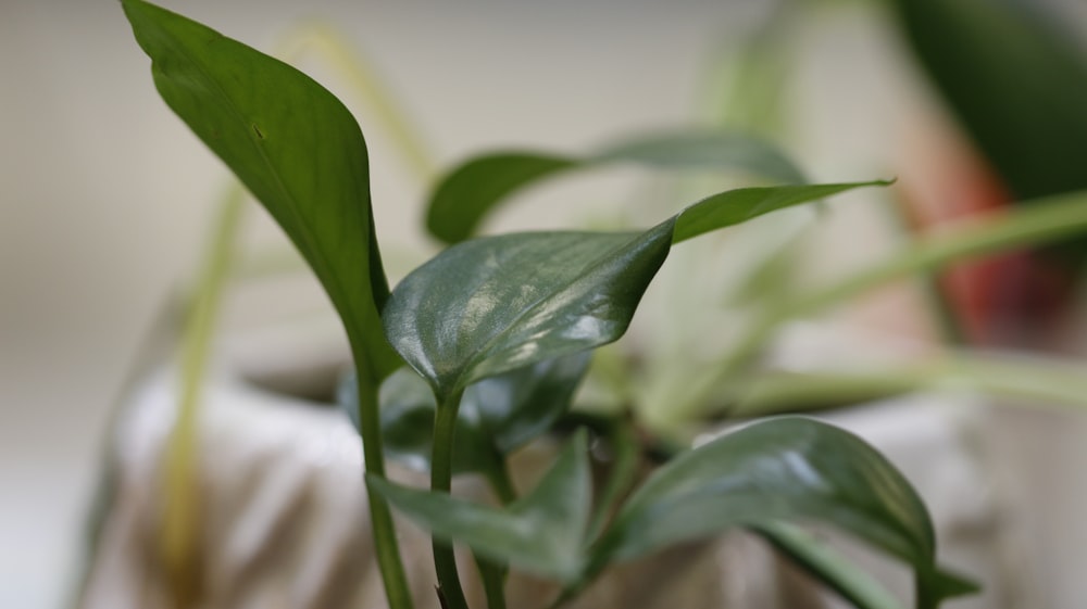 a close up of a plant with green leaves