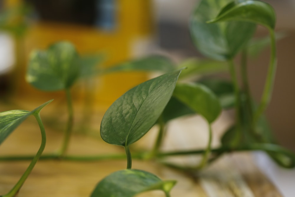 a close up of a plant on a table