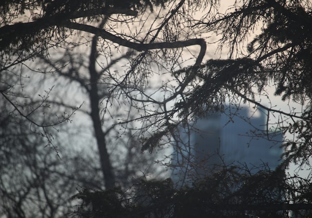 a view of a building through the branches of a tree