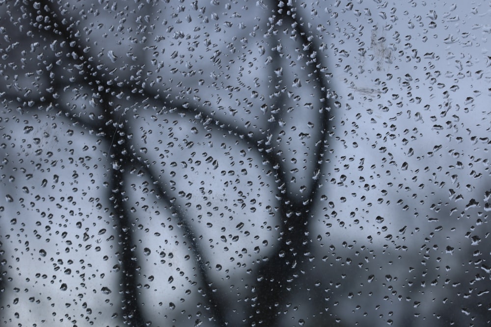 rain drops on a window with a tree in the background