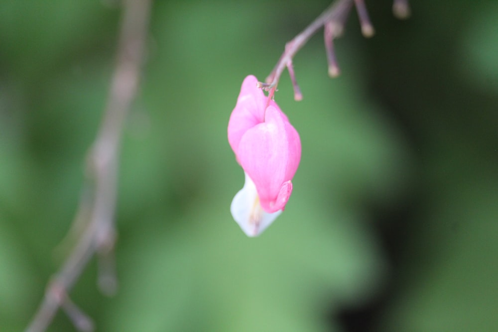a pink flower is hanging from a tree branch