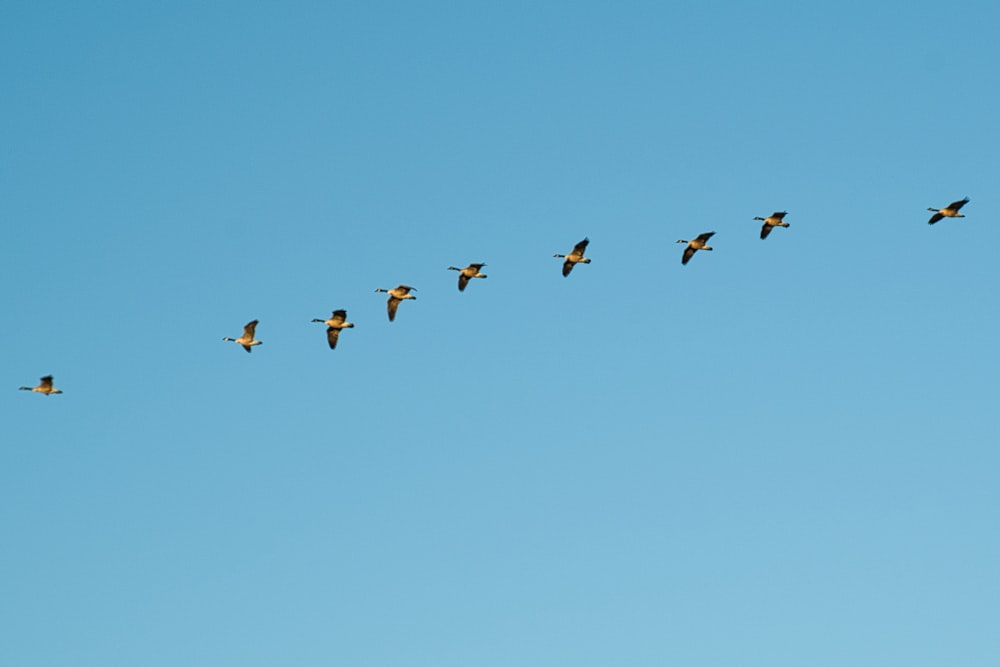 a flock of birds flying through a blue sky