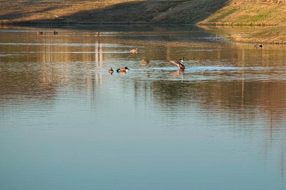 a group of ducks swimming on top of a lake