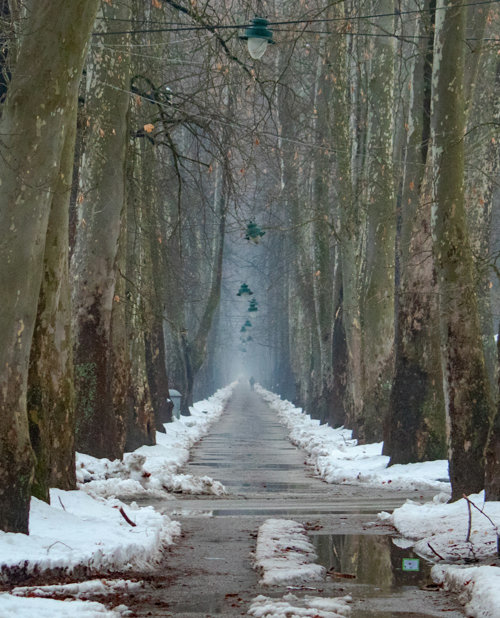a snowy path in the middle of a forest