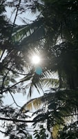 Sunlight filtering through a dense canopy of tropical plants.