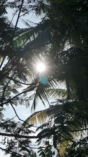 Sunlight filtering through a dense canopy of tropical plants.