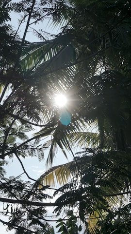 Sunlight filtering through a dense canopy of tropical plants.
