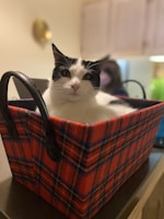 A sleek stainless steel cat litter box in a modern home setting.