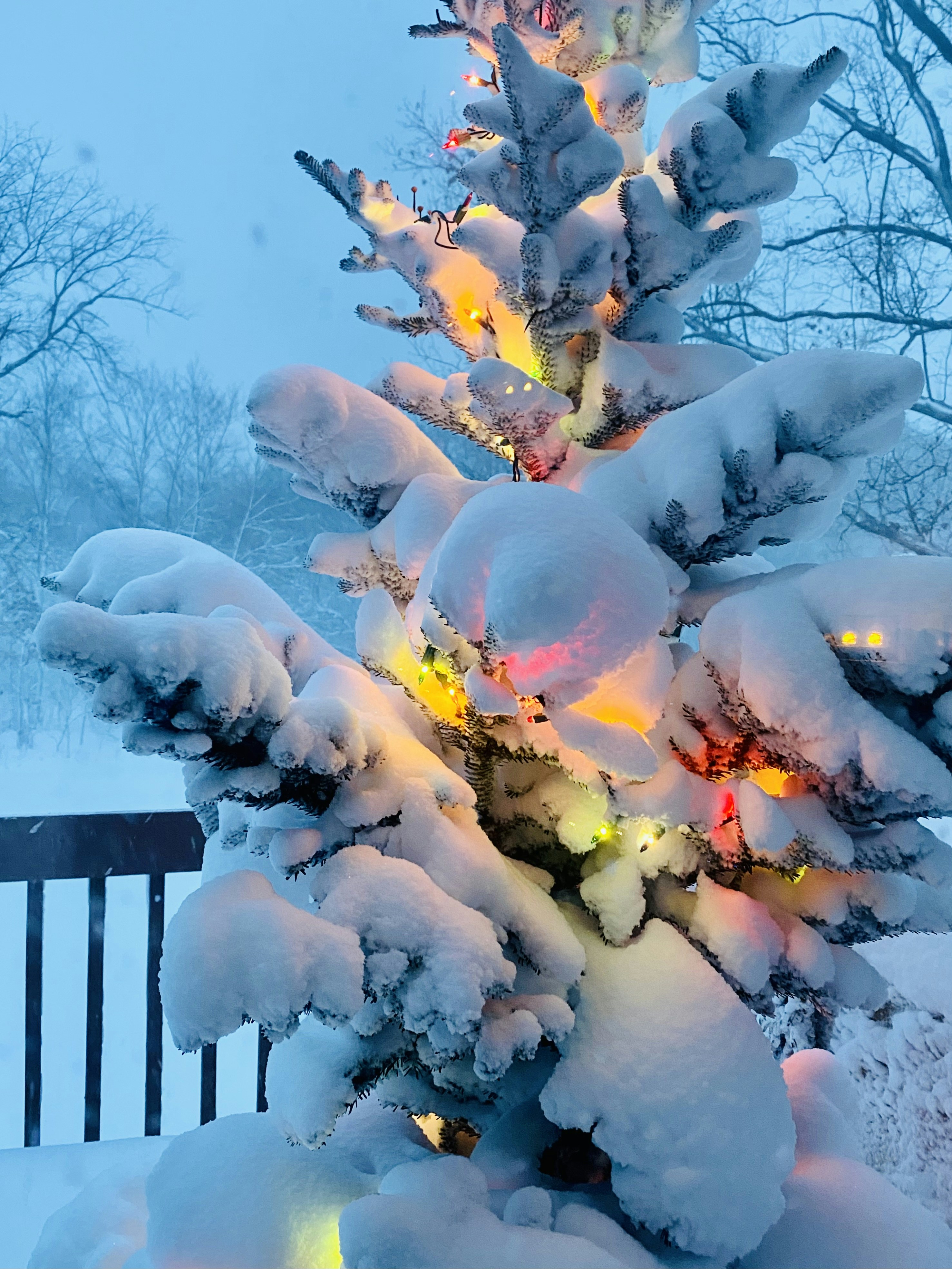 Premium Cut Nordmann Fir 6.0 feet / 183cm