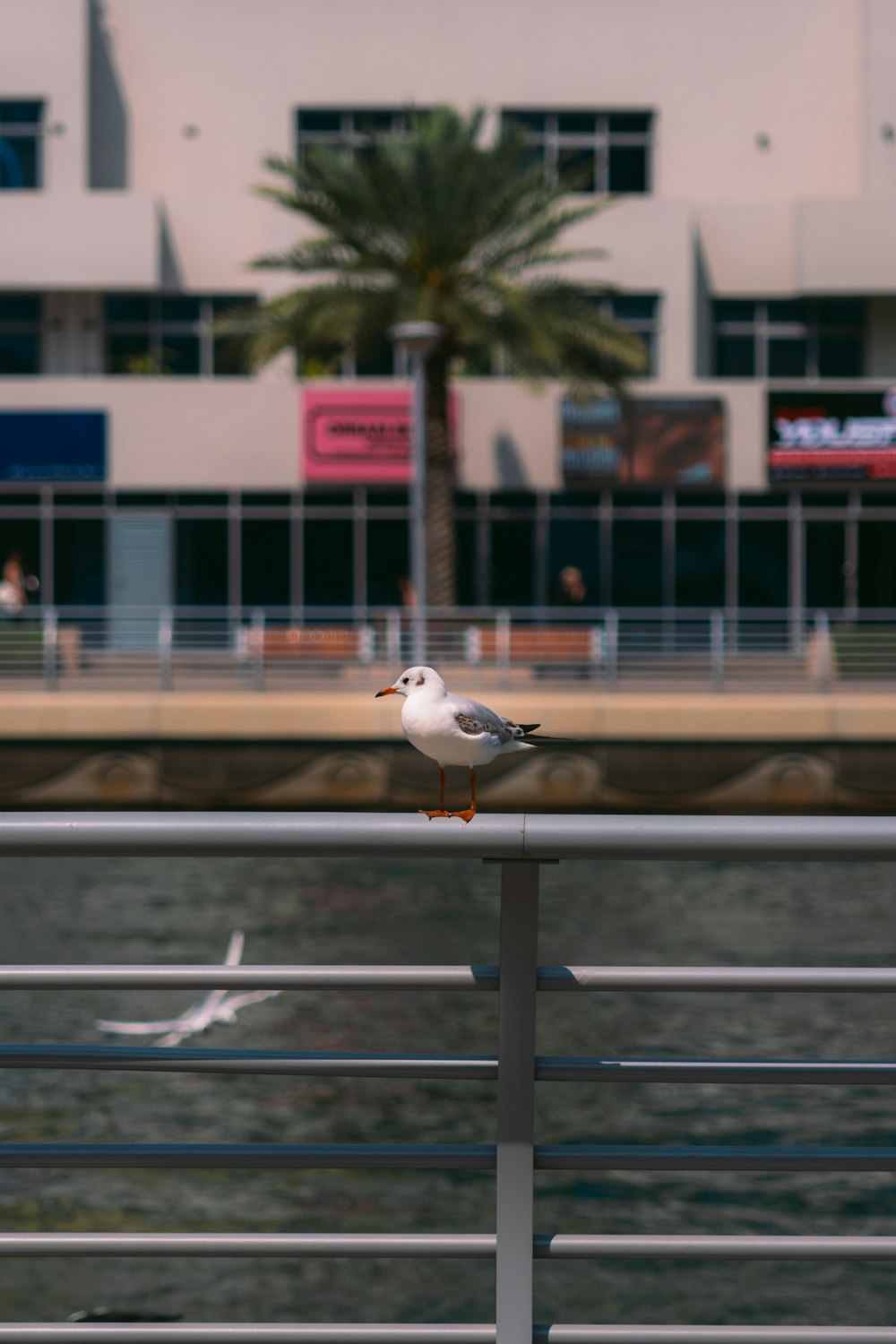a seagull sitting on a railing near a body of water