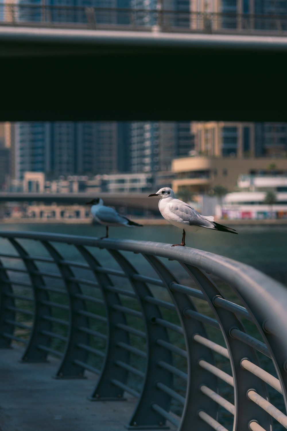 two seagulls are perched on a railing by the water