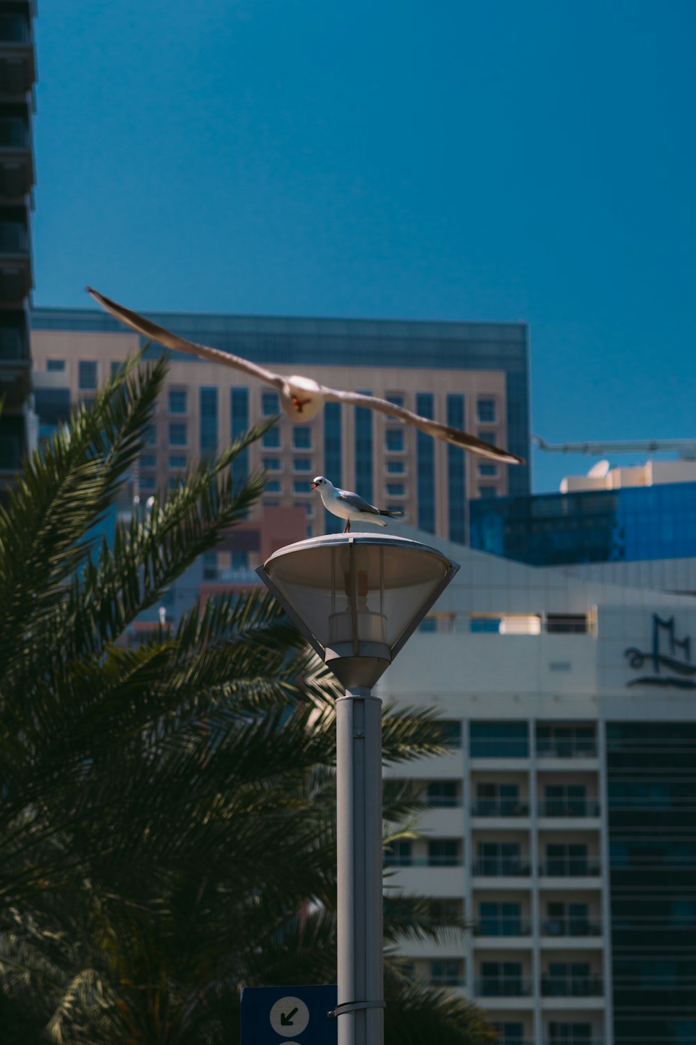 a bird is flying over a street light