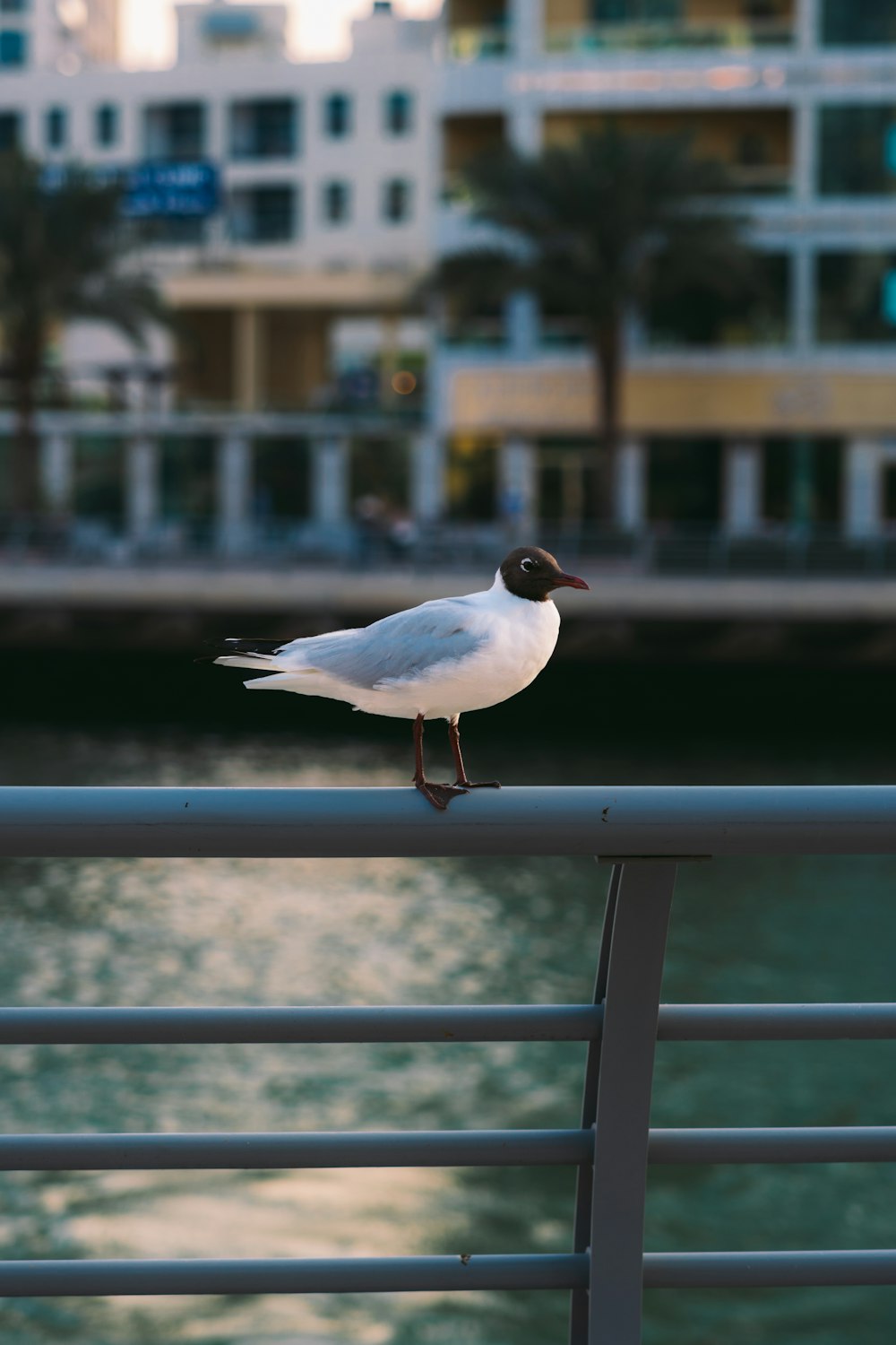 a seagull standing on a railing near a body of water