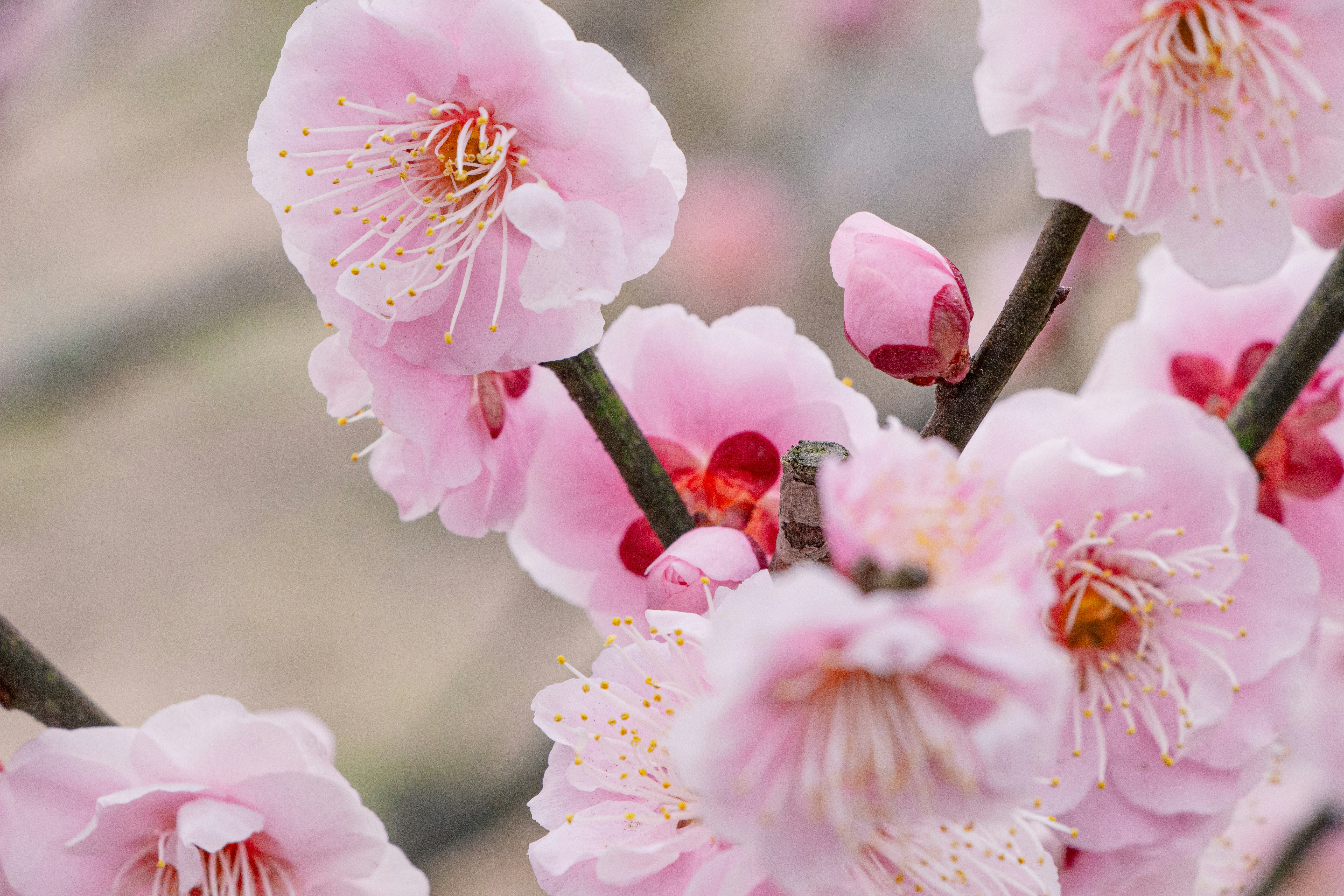 Japanese Cherry Blossom Season Skincare Secrets Revealed in Japan