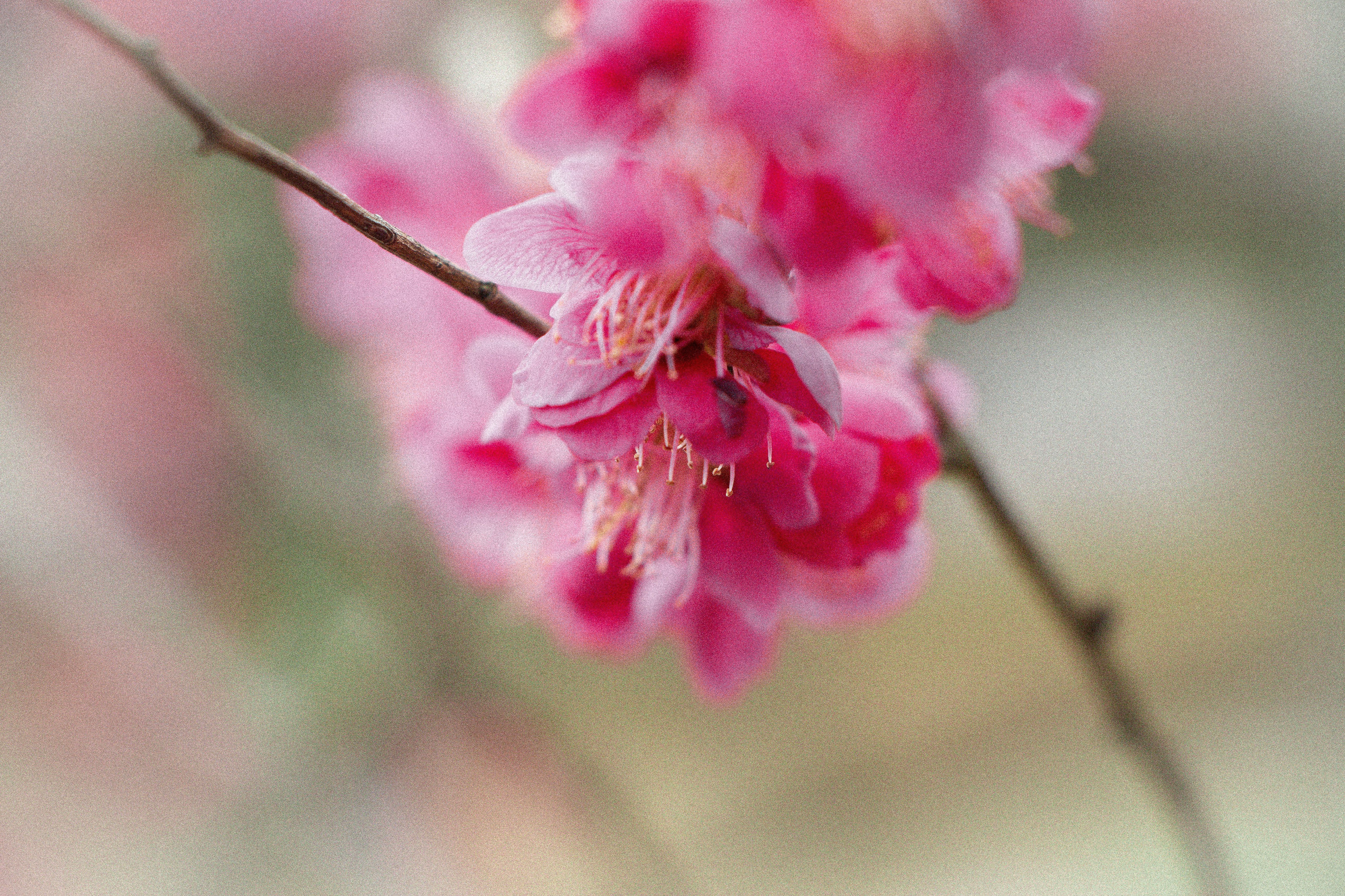 Photo by enkuu